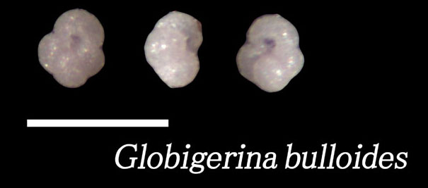 Globigerina bulloides